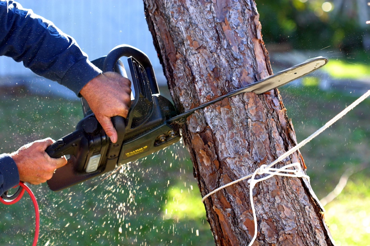 Emergency Tree Removal: What to Do When a Tree Falls Unexpectedly hero image