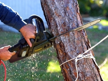 Emergency Tree Removal: What to Do When a Tree Falls Unexpectedly image