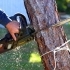 Emergency Tree Removal: What to Do When a Tree Falls Unexpectedly small image